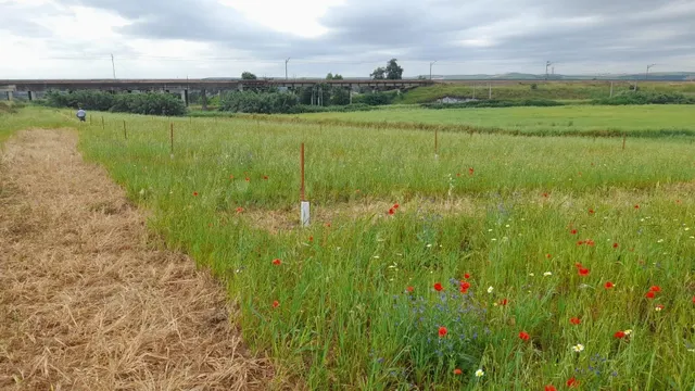 AMPLIO TERRENO RURAL - foto 2