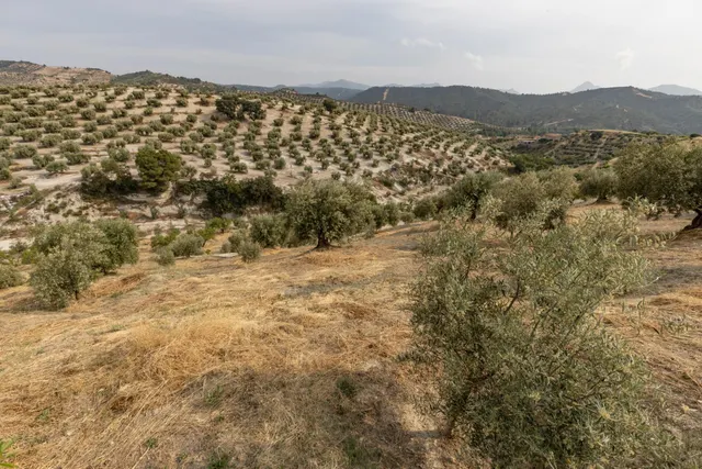 Olivar en venta - JAYENA — 24