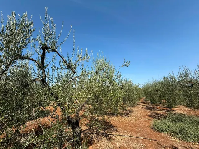 Terreno rural en venta - Andalucia - foto 3