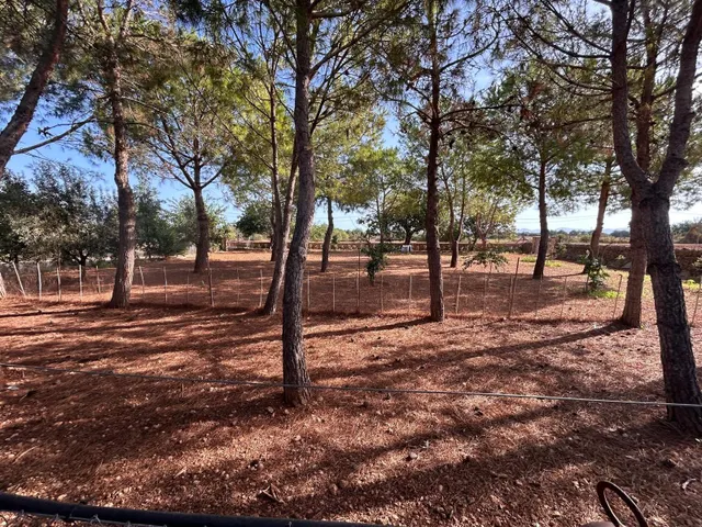 Finca en Son Mesquida: un proyecto de vida en el campo mallorquín — 37