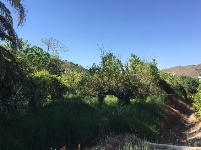 SE VENDE TERRENO PLANTADO DE LIMONEROS — 7