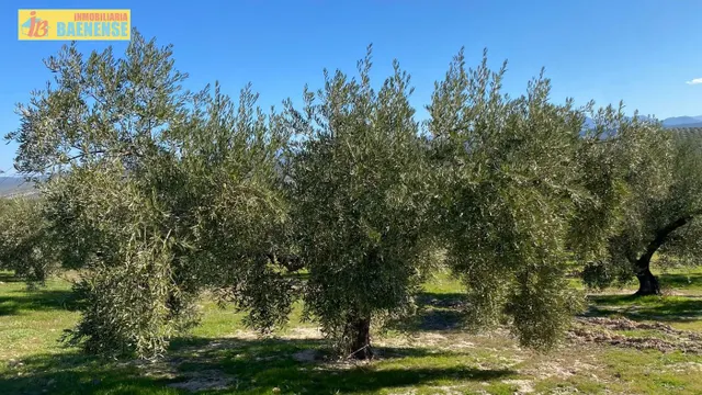 Buen olivar a pie de carretera. — 8
