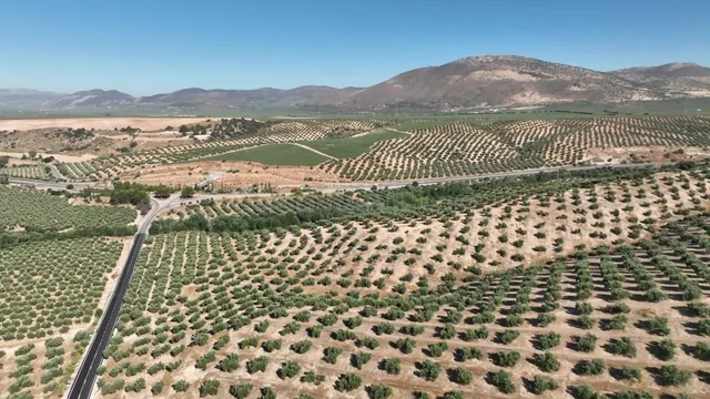 OLIVAR DE 30 HA JUNTO A GRANADA: ALTA PRODUCTIVIDAD Y DERECH