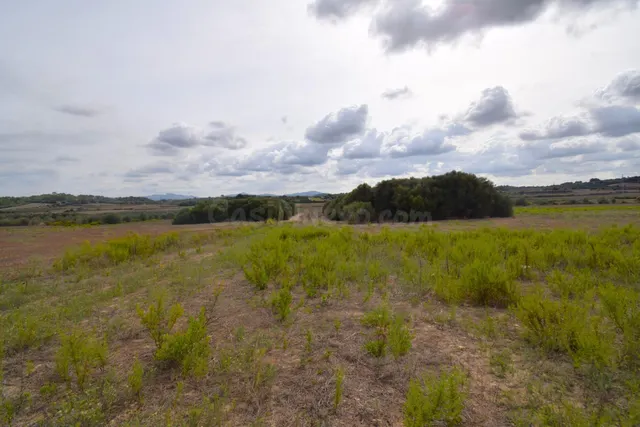 Finca rústica con proyecto básico para la construcción de un