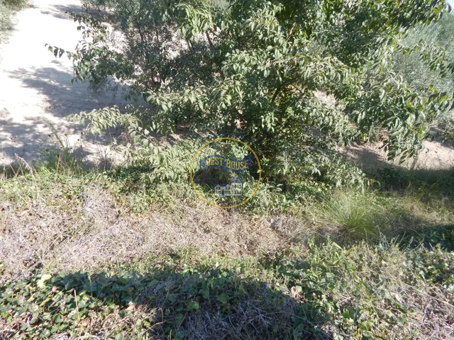 OPORTUNIDAD PARCELA DE REGADÍO CON ÁRBOLES FRUTALES EN PLENA PRODUCCION EN ONTINYENT — 9