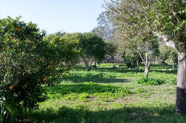 PRECIOSA FINCA CON VISTAS PANORÁMICAS A LAS AFUERAS DE SINEU - foto 5