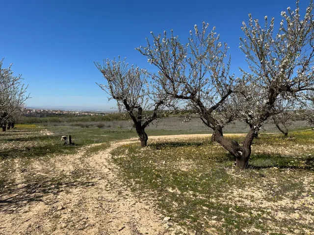 Venta de finca rustica de 6,5 hectareas de almendros y algunos olivos en dilar — 10