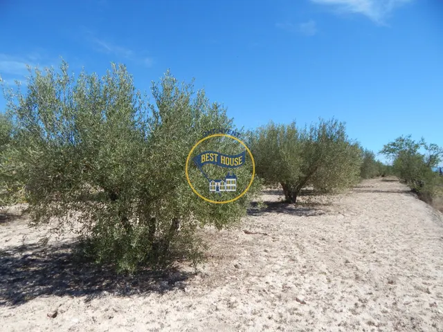 TERRENO DE 17.900M2  EN PRODUCCIÓN CON POSSIBILIDAD DE CONSTRUIR EN AGULLENT(VALENCIA) — 8