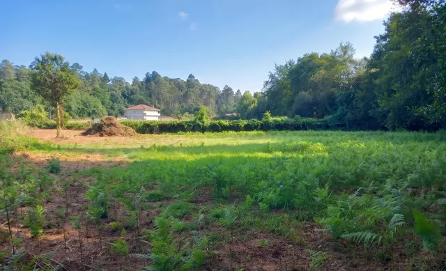 Tu vida a lo grande en Budiño: 2.400 m2 de finca, 451 m2 edi - foto 3