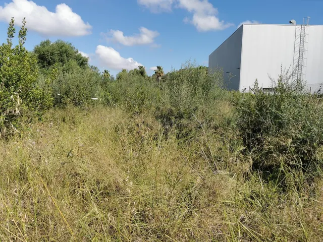 Finca Rústica en zona Ses Salines con proyecto edificación - foto 3
