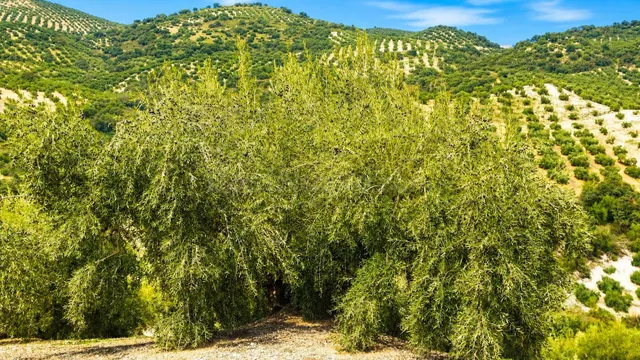 Terreno Rural en Iznajar: ¡Tu Oportunidad de Inversión con S - foto 3
