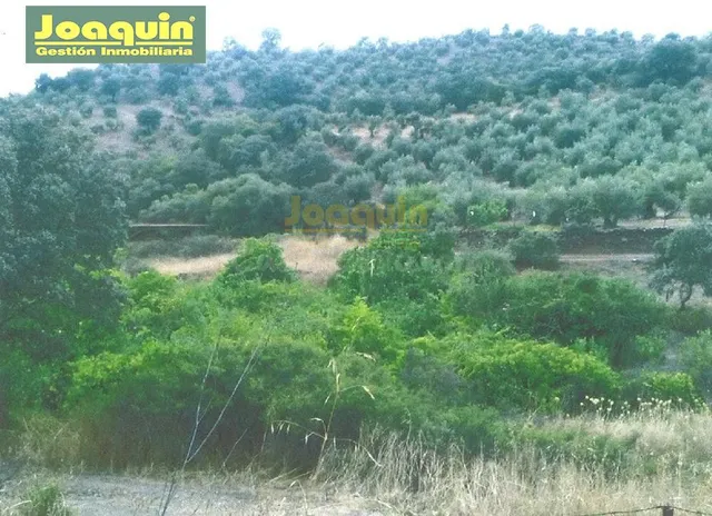 FINCA DE 13.272 METROS DE TERRENO VALLADA EN MONTORO. - foto 3
