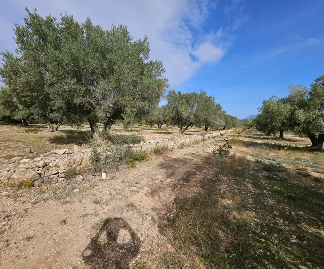 Finca Rústica de 6,5 hectáreas, plana, con casa de campo de 150 M2 — 25