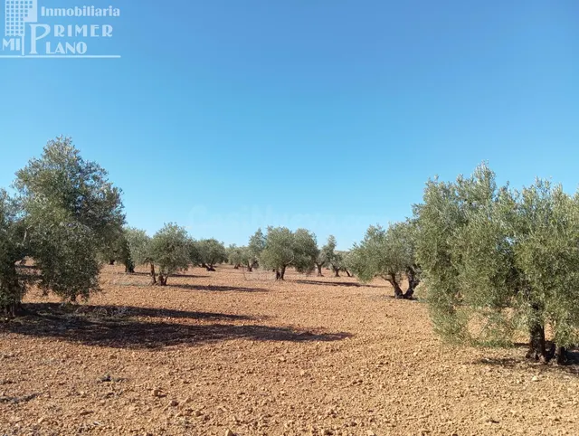 Venta de Finca Rústica de Olivos en Argamasilla de Alba – Ex - foto 2