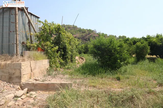 TERRENO DE 2 HANEGADAS ENTRE PETRES Y ALBALAT TARONGERS — 11