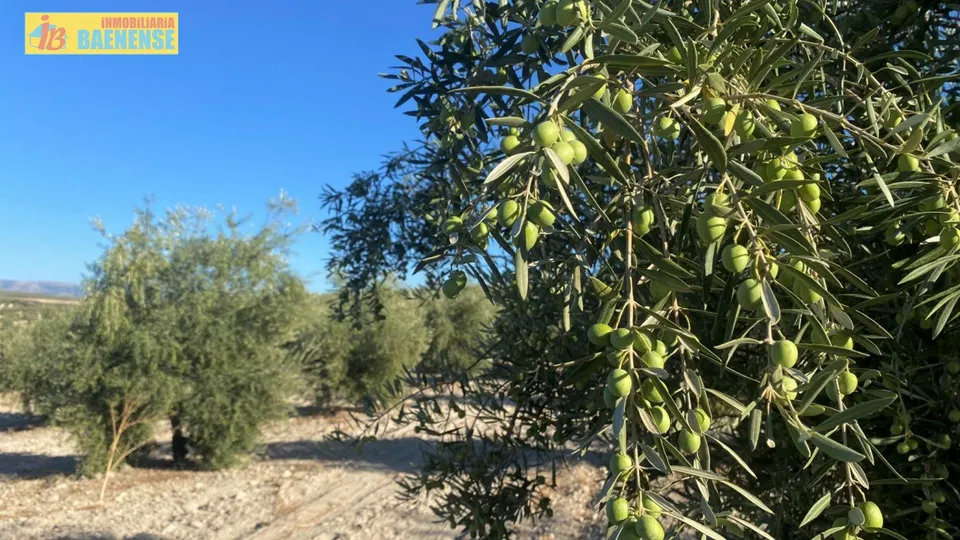 Olivar intensivo en buena ubicación