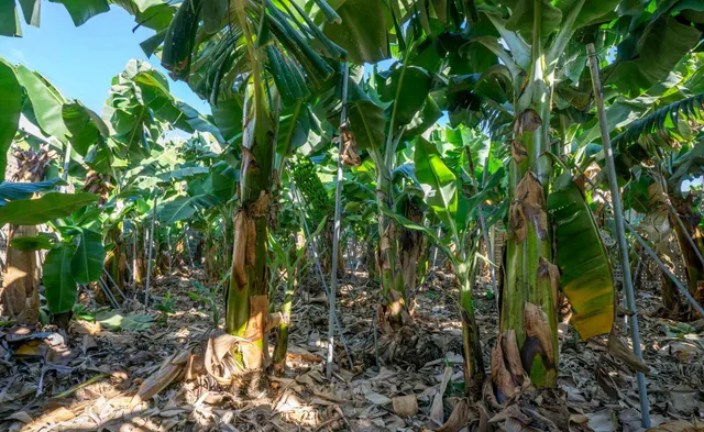 OPORTUNIDAD ÚNICA: GRAN FINCA DE 31.000 M2, secciones URBANA, RÚSTICA, ASENTAMIENTO RURAL Y AGRÍCOLA — 17