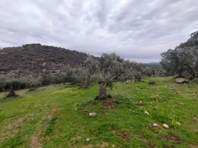 Terreno No urbanizable en Villanueva del Rey - foto 4