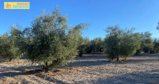Olivar intensivo en buena ubicación — 4