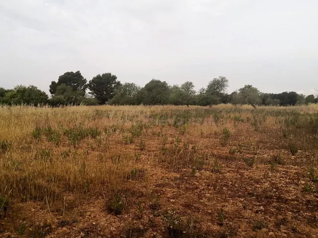 Finca rústica edificable en Cas Concos - foto 3