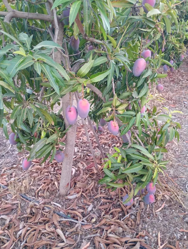 Finca rústica con cultivos y pozos propios en Vélez-Málaga — 6