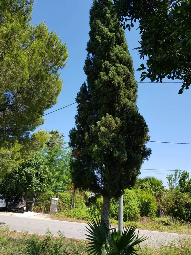 ESTUPENDA PARCELA  DE 1800M EN ZONA DE LOS RAMOS/TORREAGUERA — 7