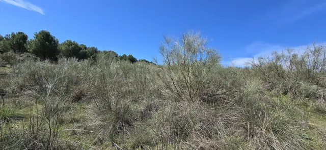 TERRENO EN COTO DE CAZA MENOR – CARRANQUE / EL VISO DE SAN J - foto 3