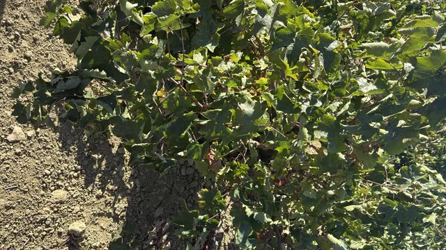 FINCA DE VIÑEDOS Y ÁRBOLES FRUTALES EN LA PALMA DEL CONDADO HUELVA — 7