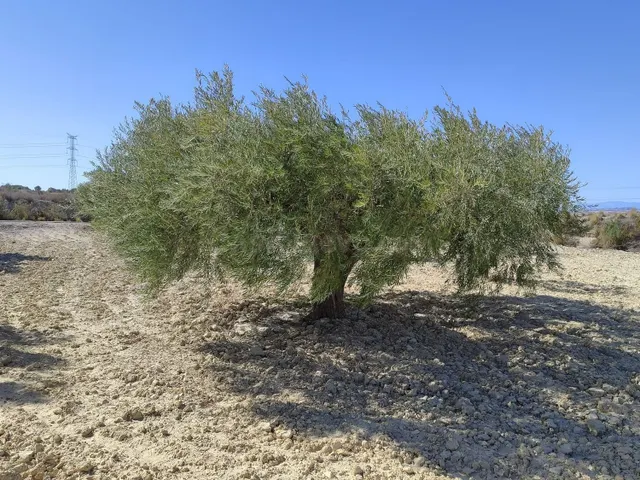 Terreno rural en venta - TOLLE - foto 4