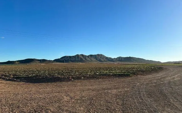 SE VENDE terreno rustico OKUPA en C Jumilla SN de Jumilla - foto 4