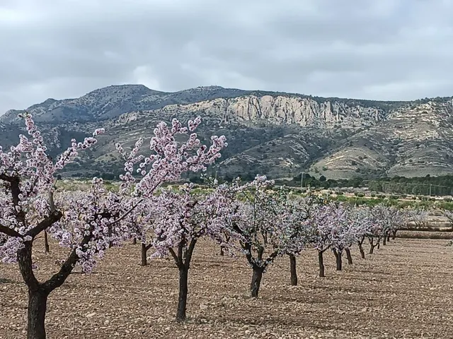 Parcela en venta en Pinoso, Alicante - foto 2