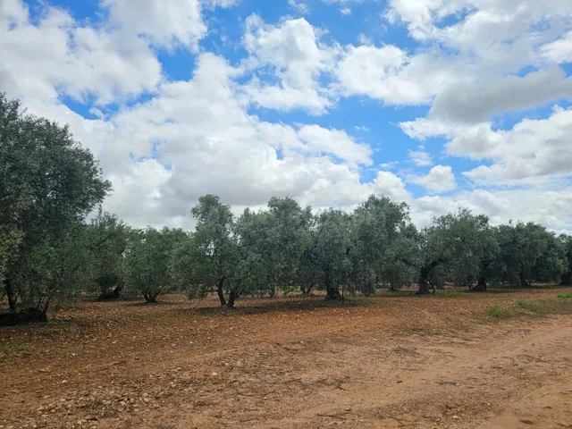 Venta de Olivares en Carmona - foto 2