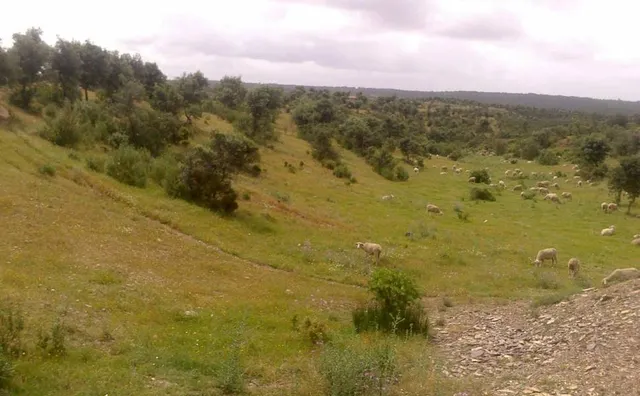 ESPECTACULAR FINCA RÚSTICA 200 HECTÁREAS PARA AGRICOLA, GANADERO, FORESTAL, CAZA EN VALVERDE HUELVA — 18