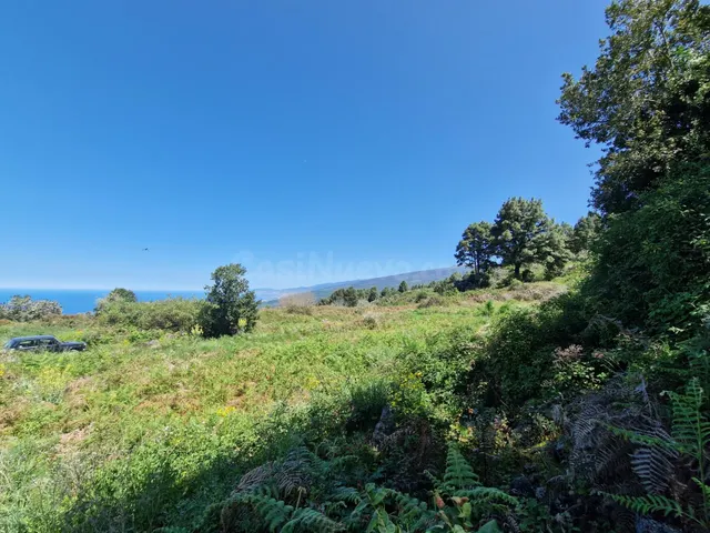 Terreno con Bosque de Pinos en Icod de los Vinos: Una Oportu - foto 2