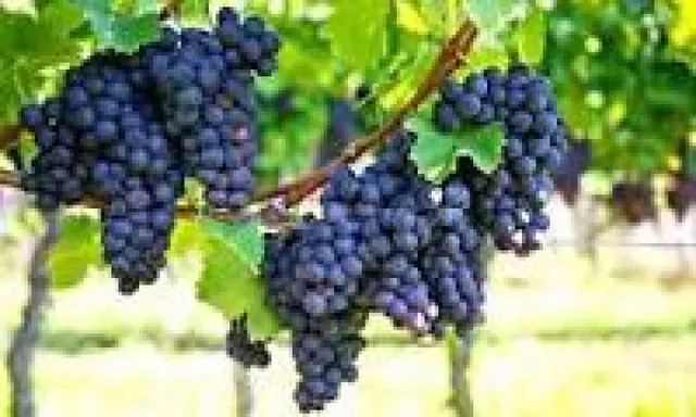 Bodega en Venta en Murcia