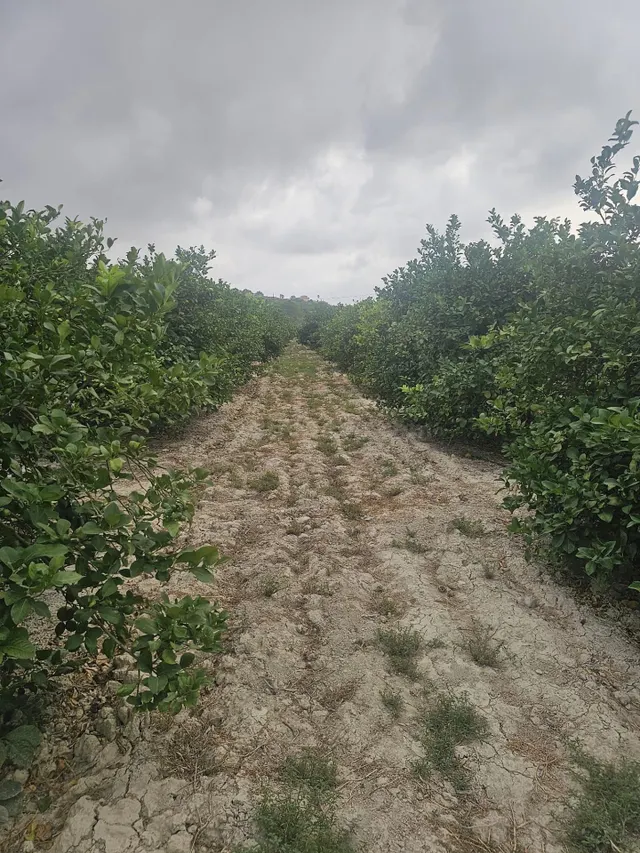 Parcela de 10 000m2 en Ciudad Quesada