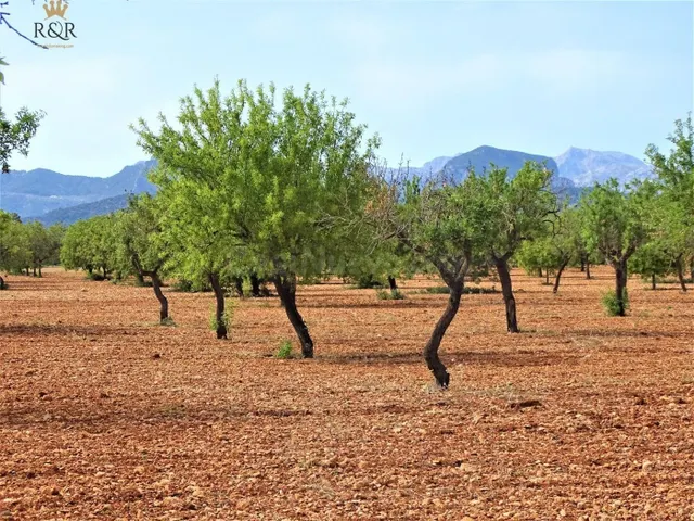 FINCA RÚSTICA BINISSALEM EDIFICABLE 40.000 M2 - foto 3