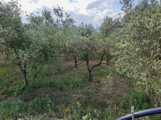 OPORTUNIDAD FINCA RUSTICA DE REGADIO CON CASA DE CAMPO EQUIPADA EN ASCO — 28