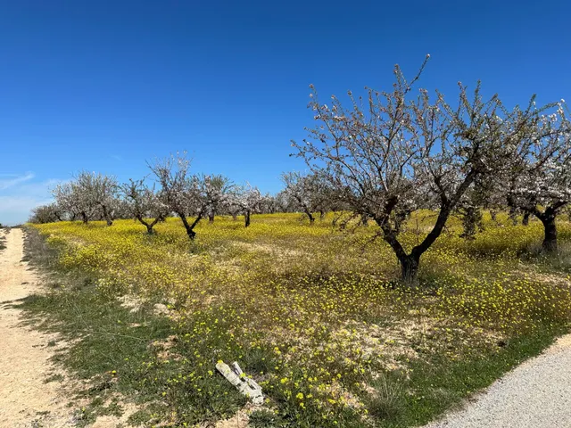 Venta de finca rustica de 6,5 hectareas de almendros y algunos olivos en dilar — 16