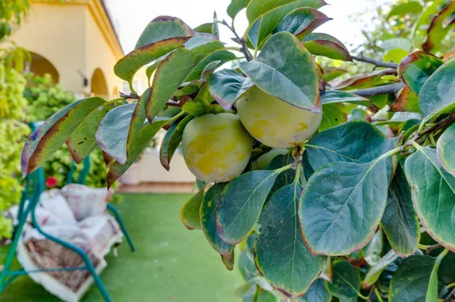 Bungalow en planta baja con amplio jardín privado y aparcamiento en Cabo Roig — 5