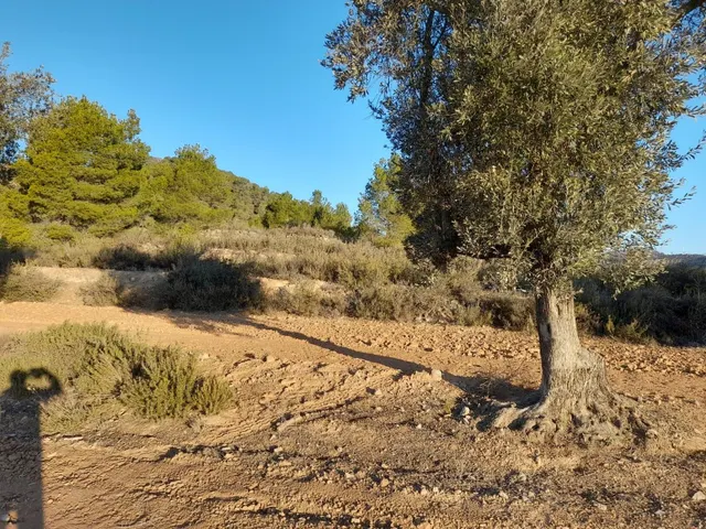 OCASION GRAN  FINCA EN PRODUCCION DE 8,4 HAS. EN CORBERA D´EBRE — 14
