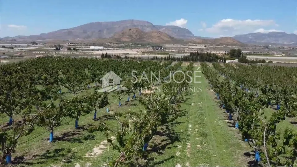 SE VENDE ARBOLES FRUTALES DE CEREZAS EN PLENA PRODUCIÓN