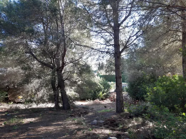 Parcela en zona Corral de calafat — 17