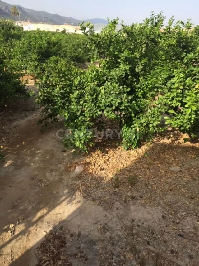 Terreno rural en venta - Aledo - foto 5