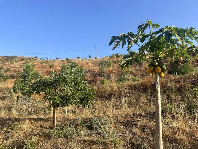 Parcela en venta - Puerto Sol-Los Almendros-El Tomillar - foto 5