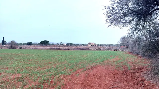 Solar rústico edificable con proyecto de vivienda en Felanitx — 18