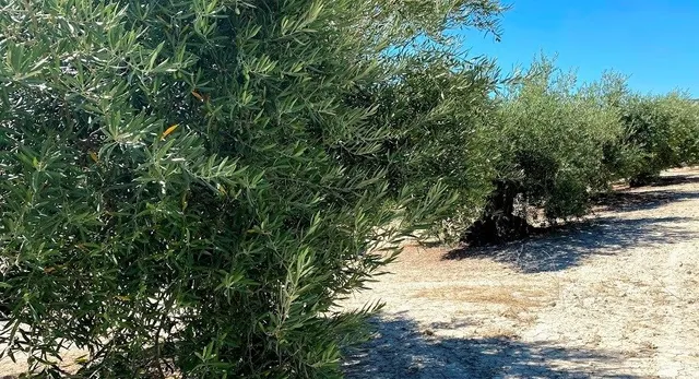 Finca de olivar cerca de Baena — 2