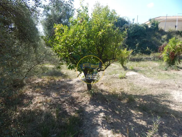 OPORTUNIDAD PARCELA DE REGADÍO CON ÁRBOLES FRUTALES EN PLENA PRODUCCION EN ONTINYENT — 10