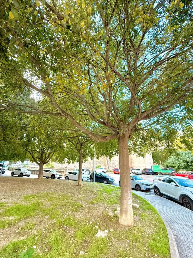 Apartamento 2 habitaciones 75m² en venta - Son Espanyolet - foto 4