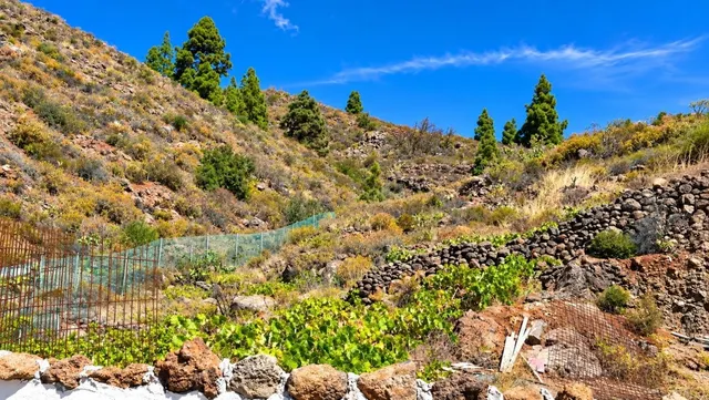 Finca exclusiva en Vilaflor · 2 viviendas, viñedo, bodega y piscina — 78